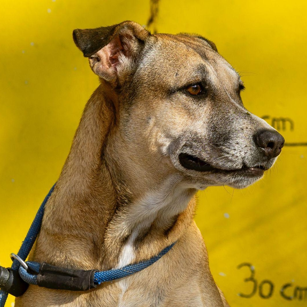 Mango, an adopted mixed breed in Williamsburg, ON image 4/6