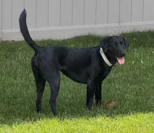 Enlarge Harley 35, a ADOPTABLE Black Labrador Retriever in Killingworth, CT image 4/6