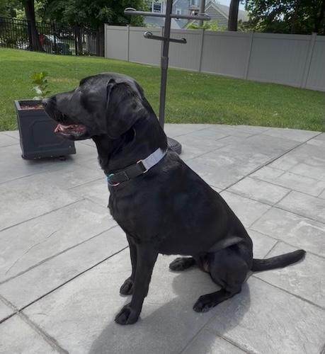 Enlarge Harley 35, a ADOPTABLE Black Labrador Retriever in Killingworth, CT image 3/6