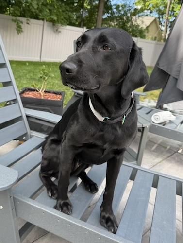 Enlarge Harley 35, a ADOPTABLE Black Labrador Retriever in Killingworth, CT image 2/6