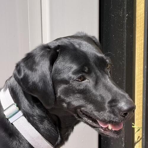 Enlarge Harley 35, a ADOPTABLE Black Labrador Retriever in Killingworth, CT image 1/6