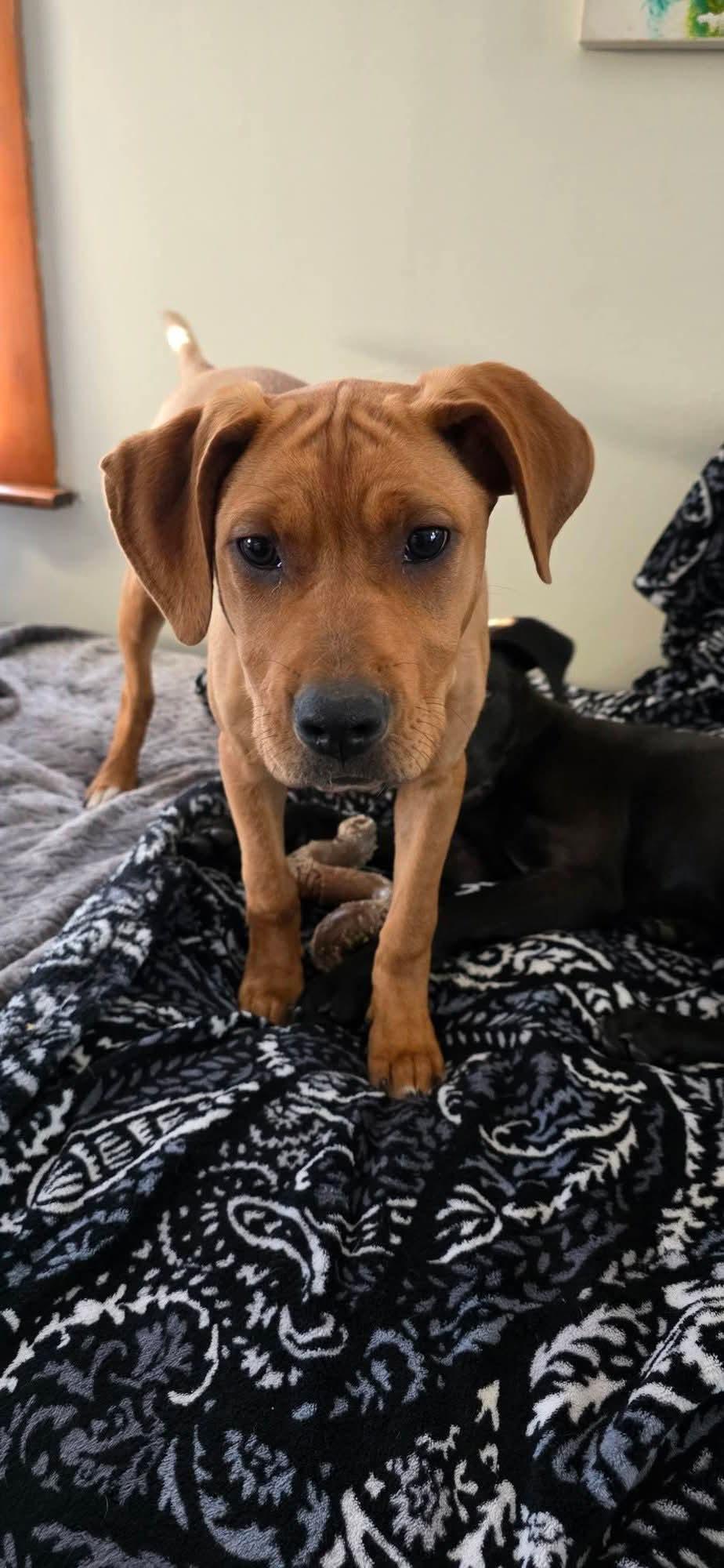 Enlarge Cuddle Bug, an adopted mixed breed in Gardner, MA image 5/6