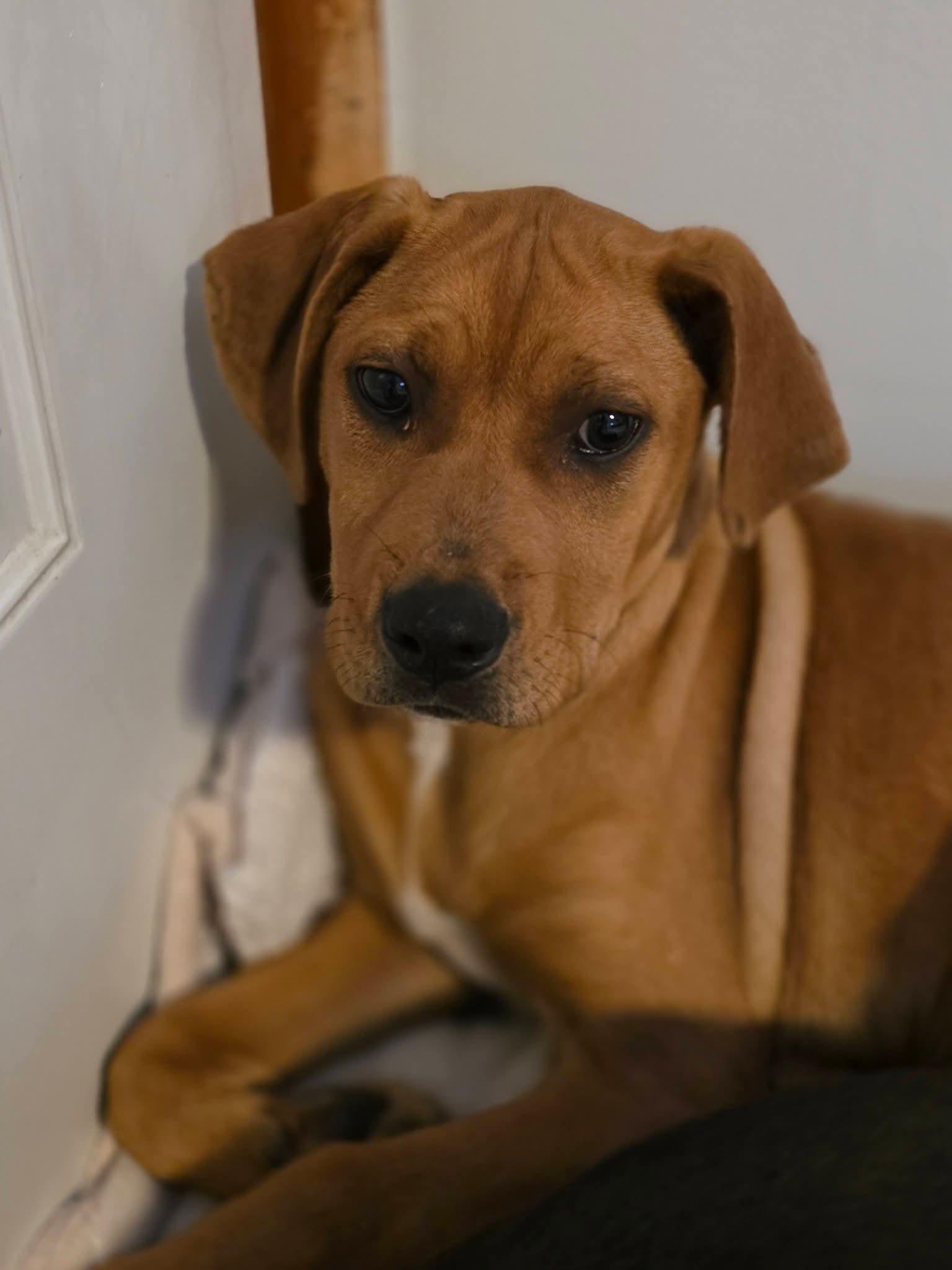 Enlarge Cuddle Bug, an adopted mixed breed in Gardner, MA image 3/6