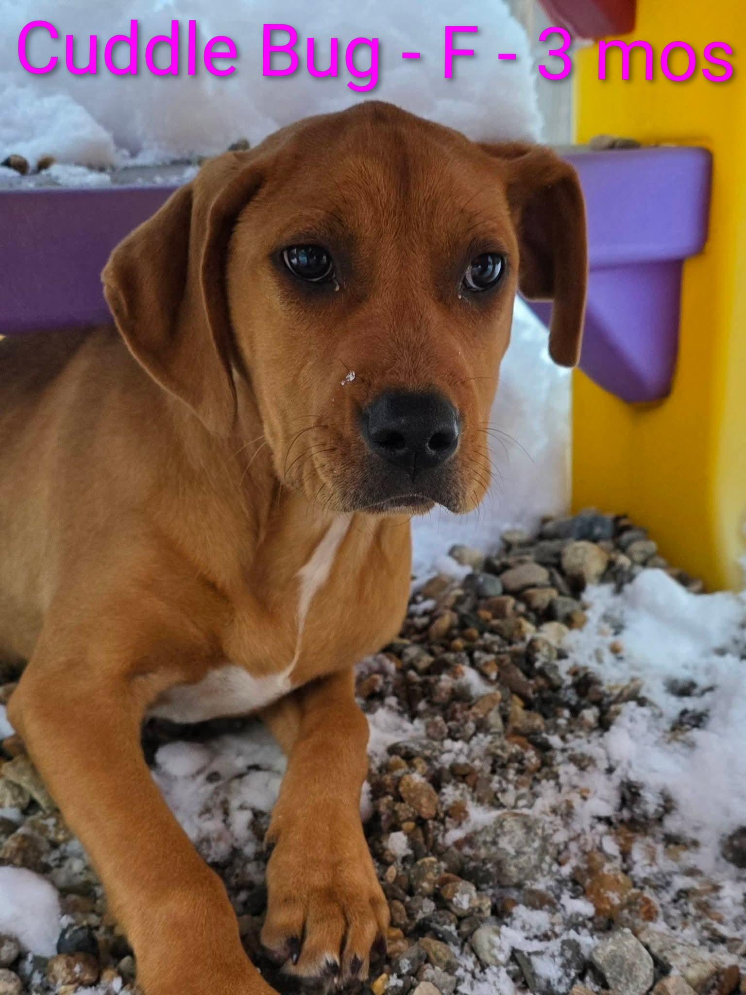 Enlarge Cuddle Bug, an adopted mixed breed in Gardner, MA image 2/6