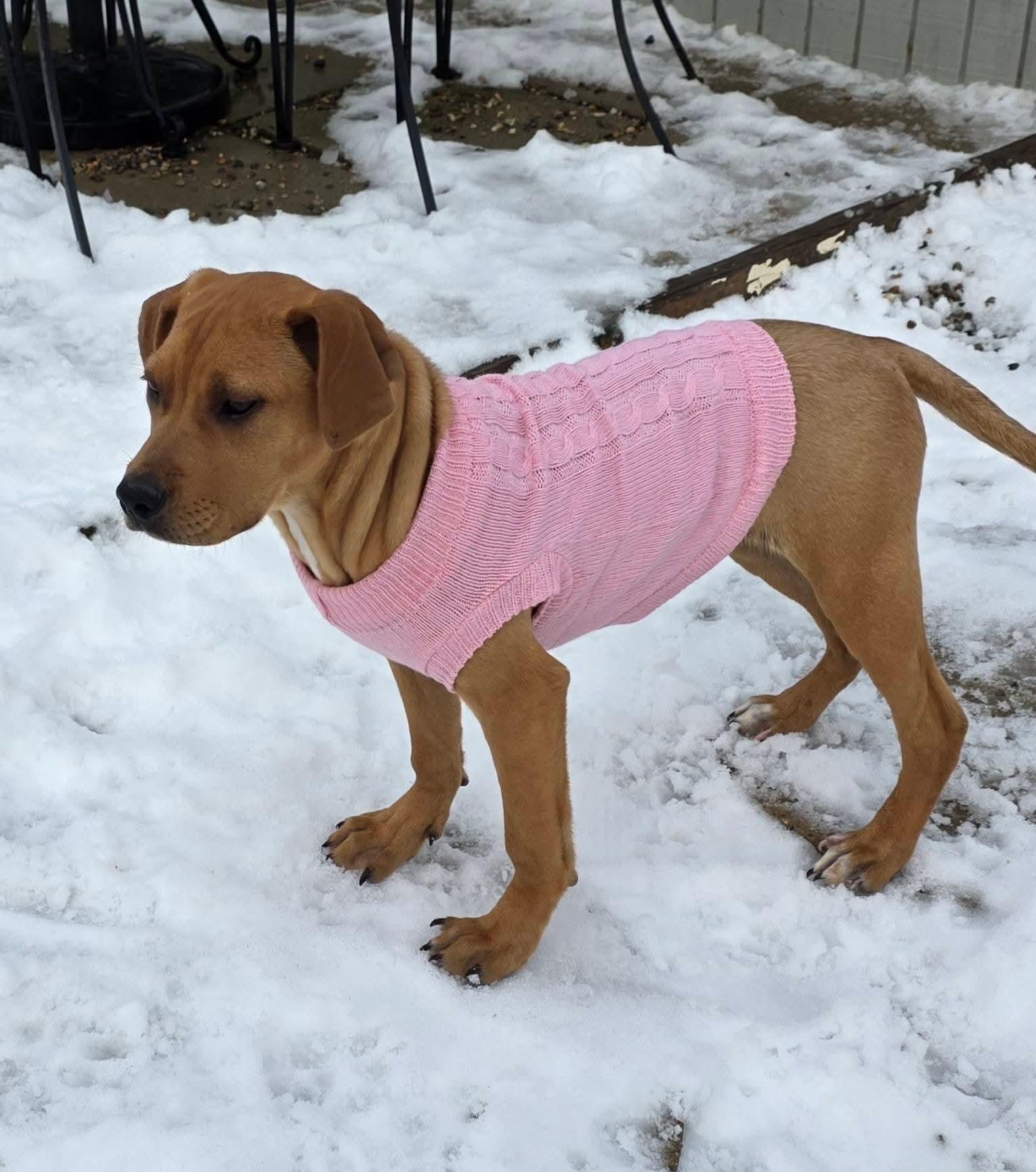 Enlarge Cuddle Bug, an adopted mixed breed in Gardner, MA image 1/6
