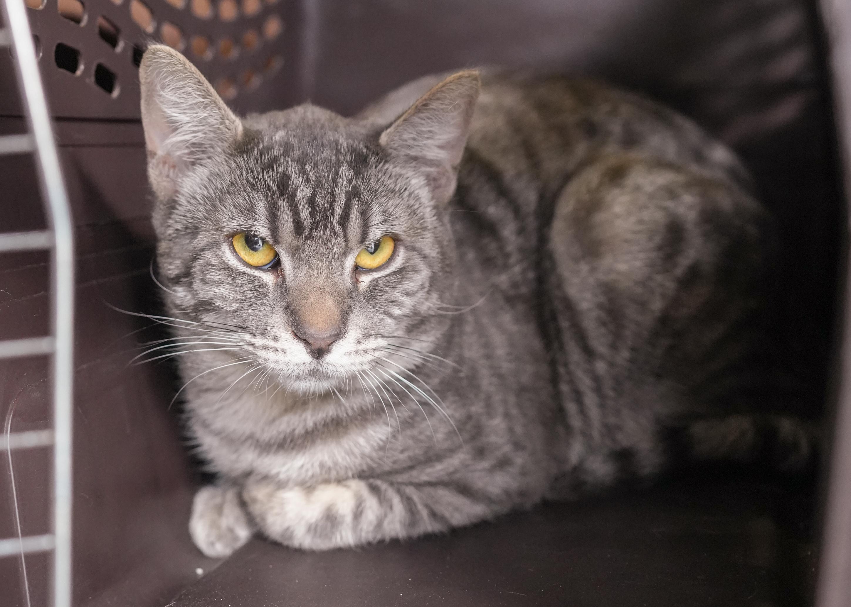Robbie, an adoptable Domestic Short Hair in Boise, ID, 83709 | Photo Image 1