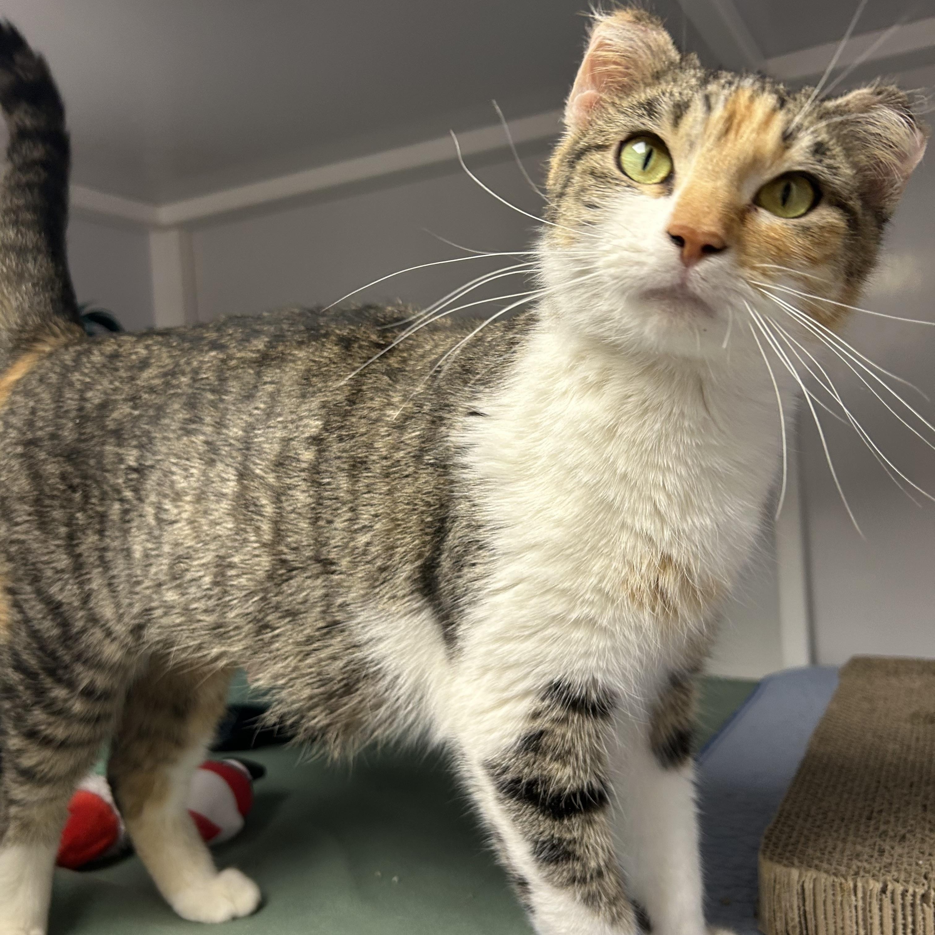 Ginger, ADOPTABLE, Adult Female Domestic Short Hair.