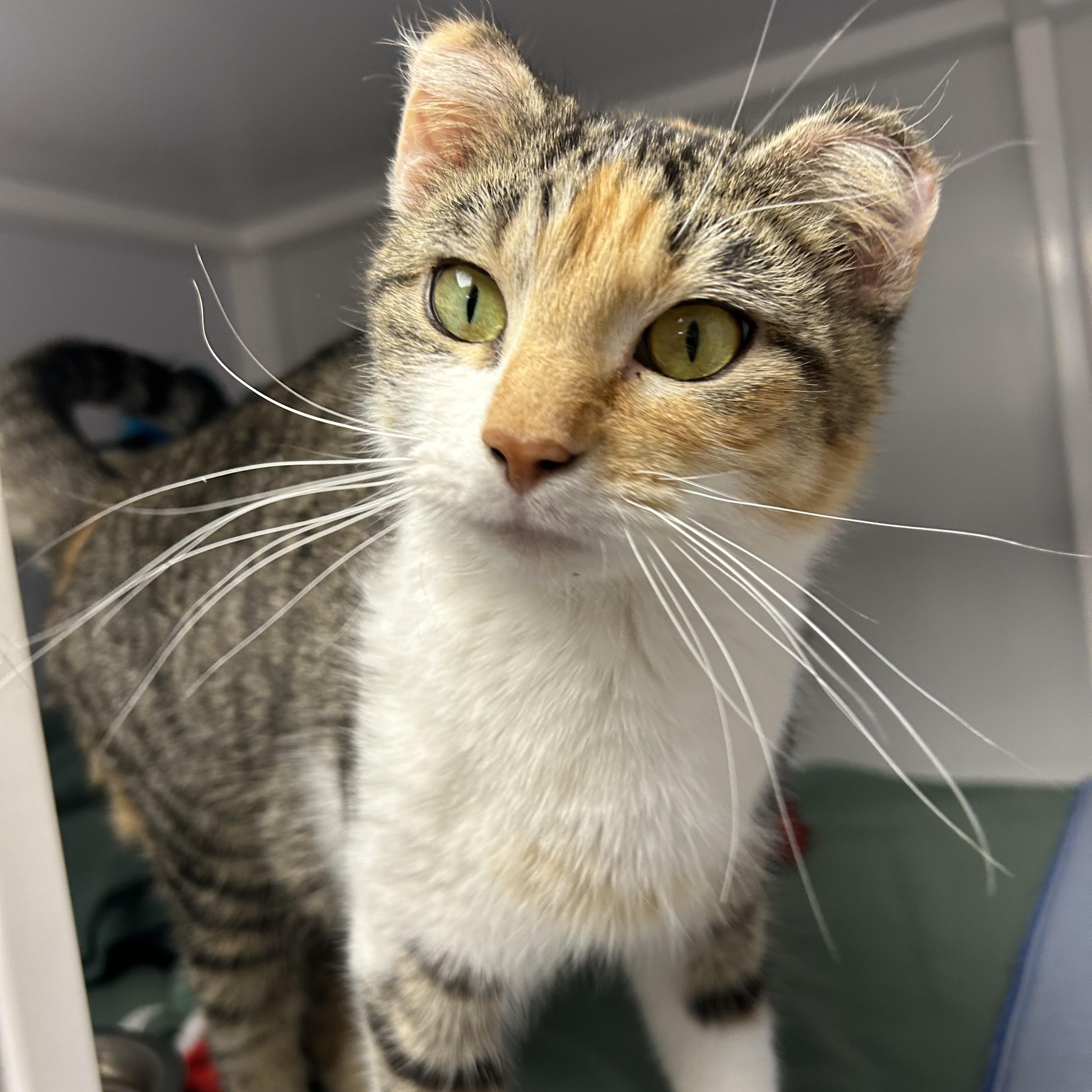 Enlarge Ginger, a ADOPTABLE Domestic Short Hair in White Oak, PA image 2/3