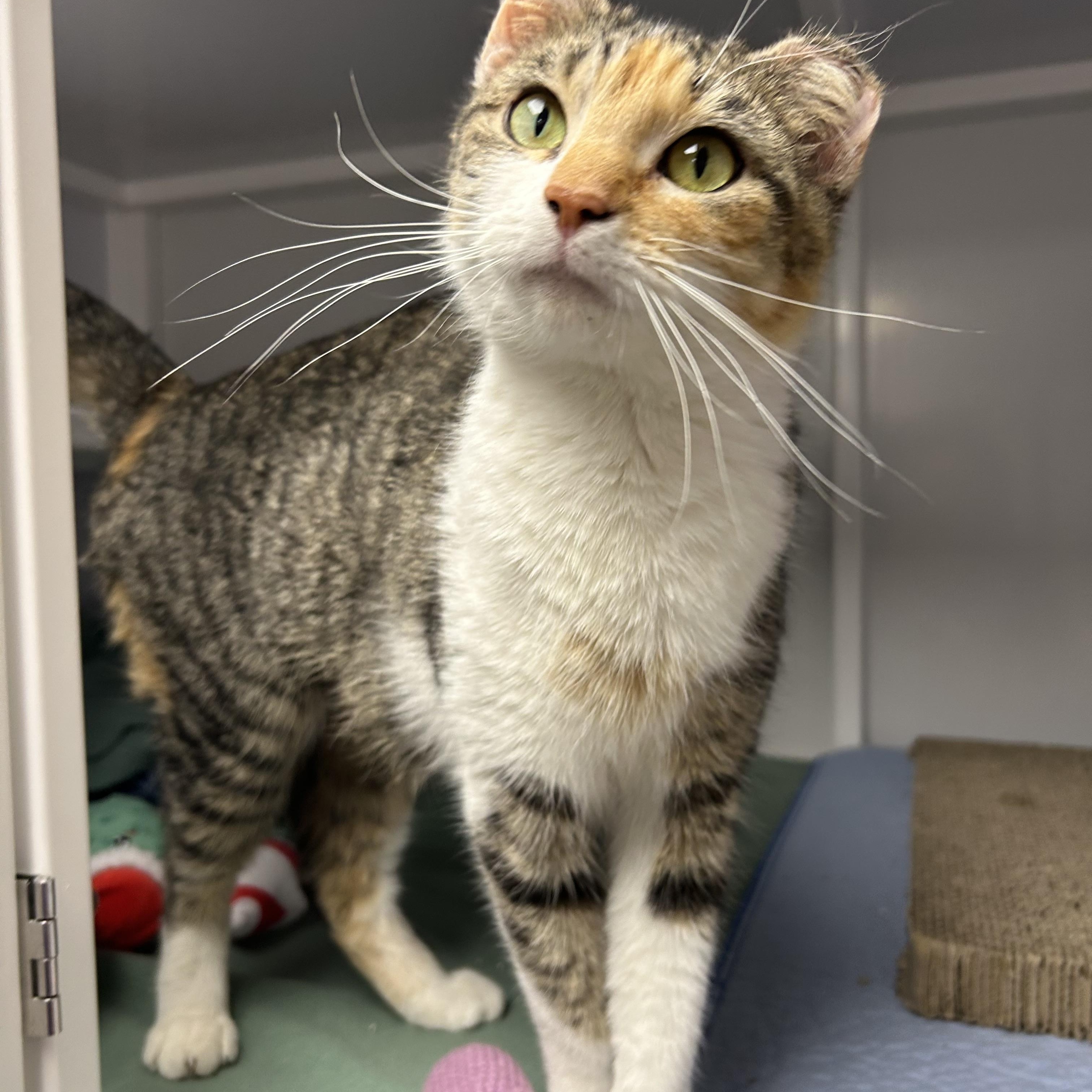 Enlarge Ginger, a ADOPTABLE Domestic Short Hair in White Oak, PA image 3/3