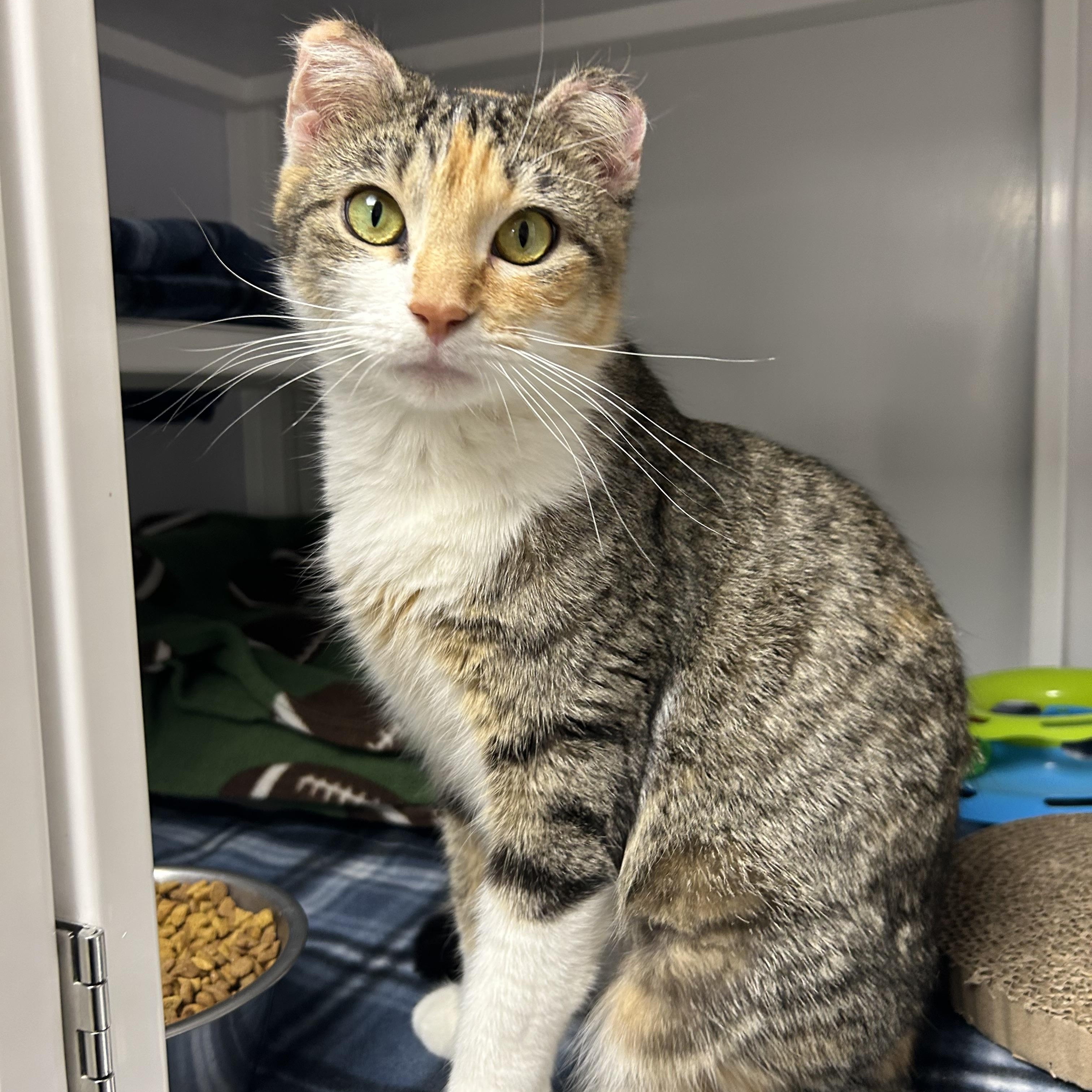 Enlarge Ginger, a ADOPTABLE Domestic Short Hair in White Oak, PA image 1/4