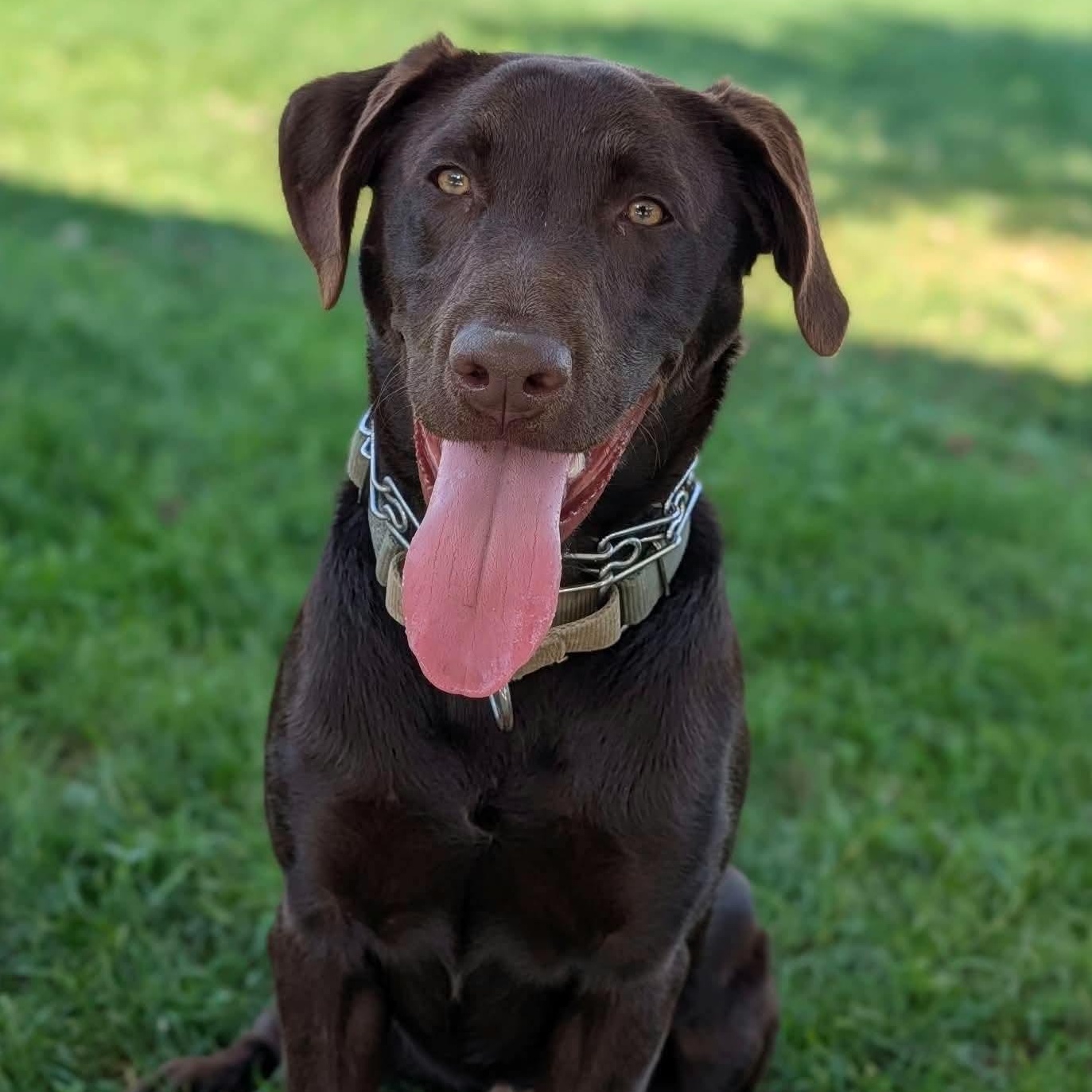 Nutella, Adoptable, Puppy Male Chocolate Labrador Retriever.