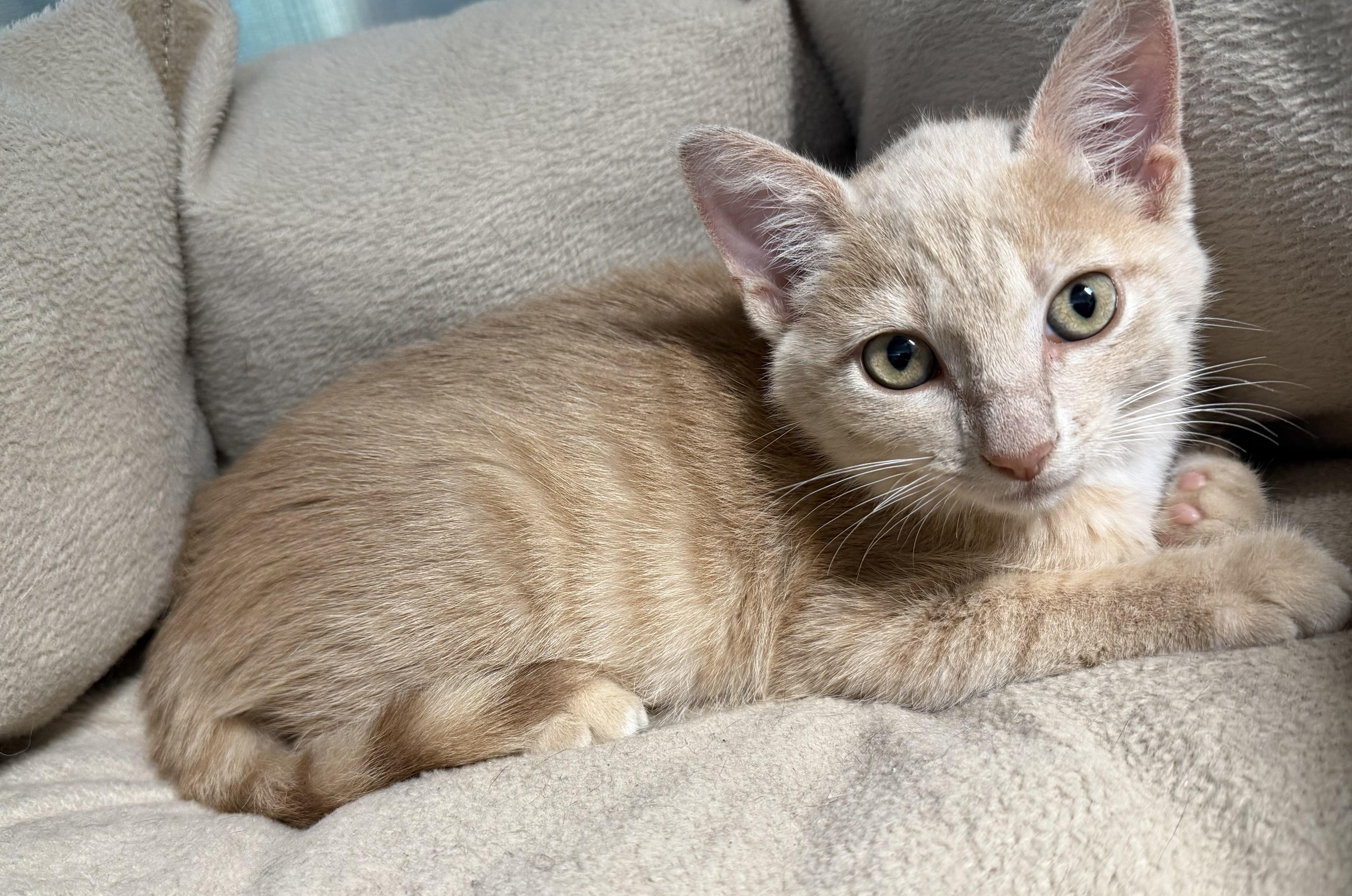 Yankee, ADOPTABLE, Kitten Male American Shorthair.
