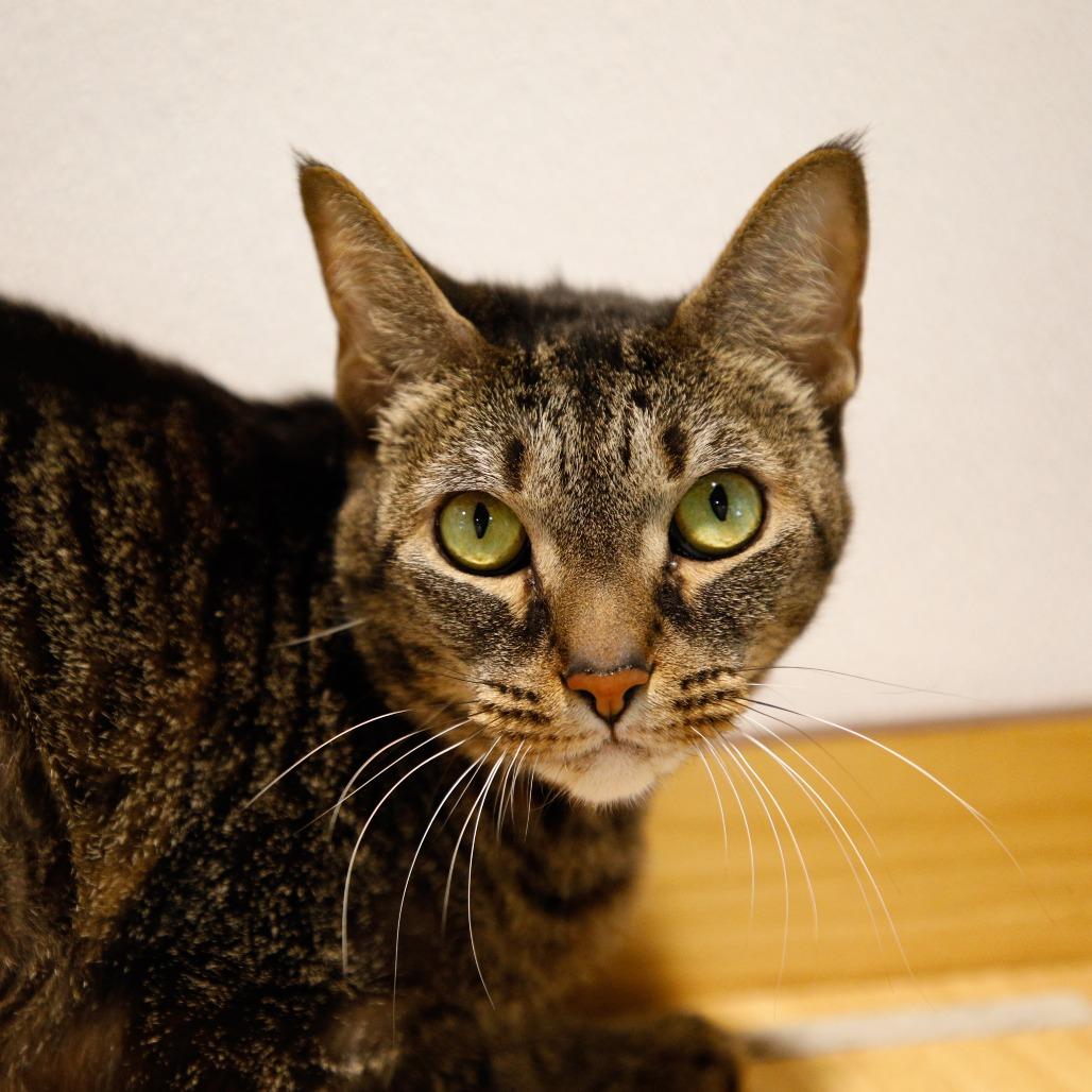 P (Penelope), Adoptable, Adult Female Domestic Short Hair & Domestic Short Hair.
