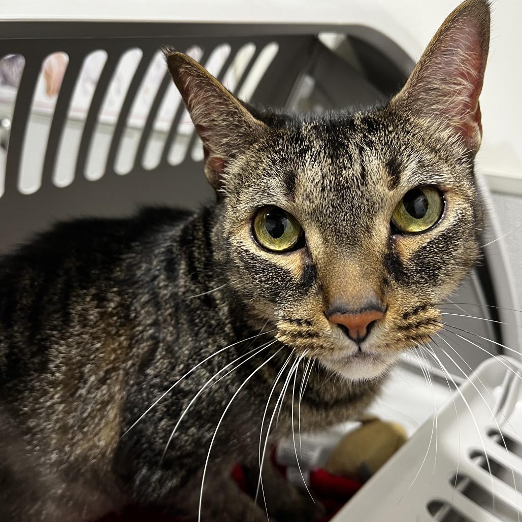 Enlarge P (Penelope), a Adoptable mixed breed in Tampa, FL image 2/5