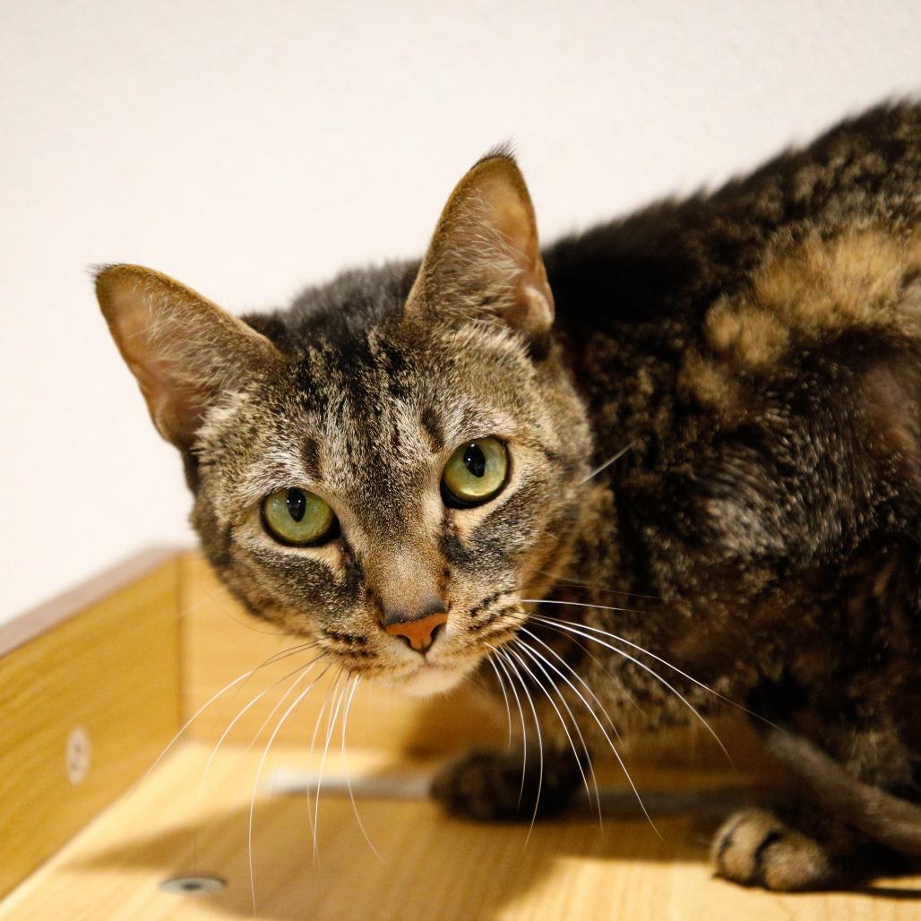 Enlarge P (Penelope), a Adoptable mixed breed in Tampa, FL image 3/5