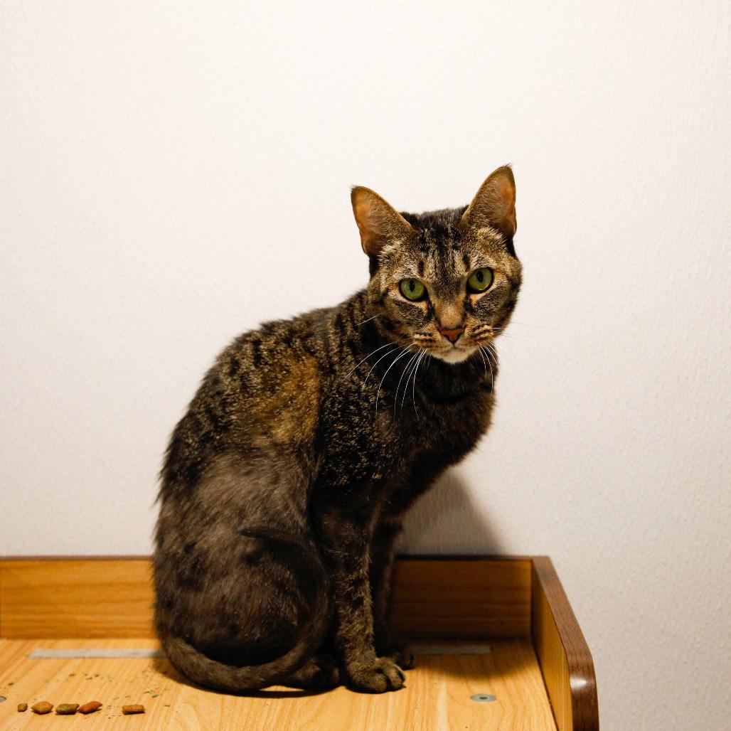 Enlarge P (Penelope), a Adoptable mixed breed in Tampa, FL image 4/5