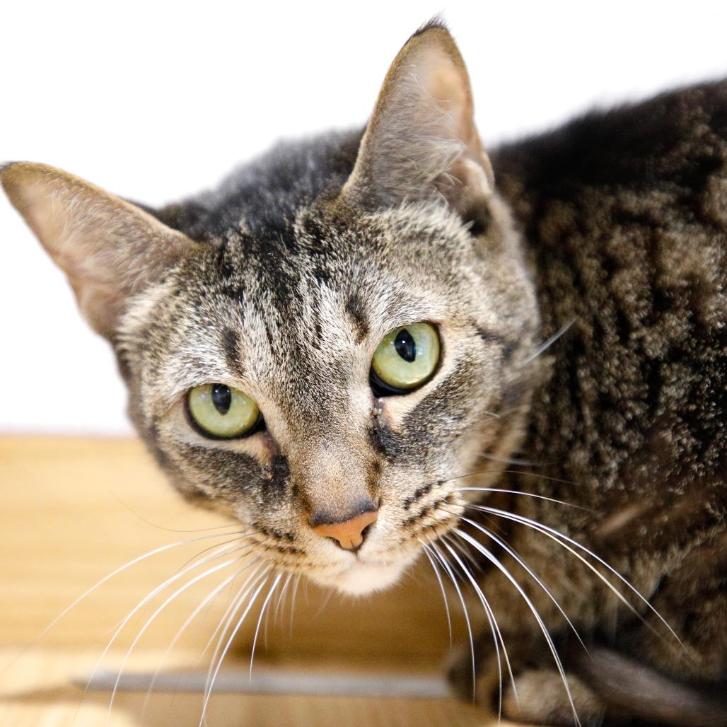 Enlarge P (Penelope), a Adoptable mixed breed in Tampa, FL image 5/5