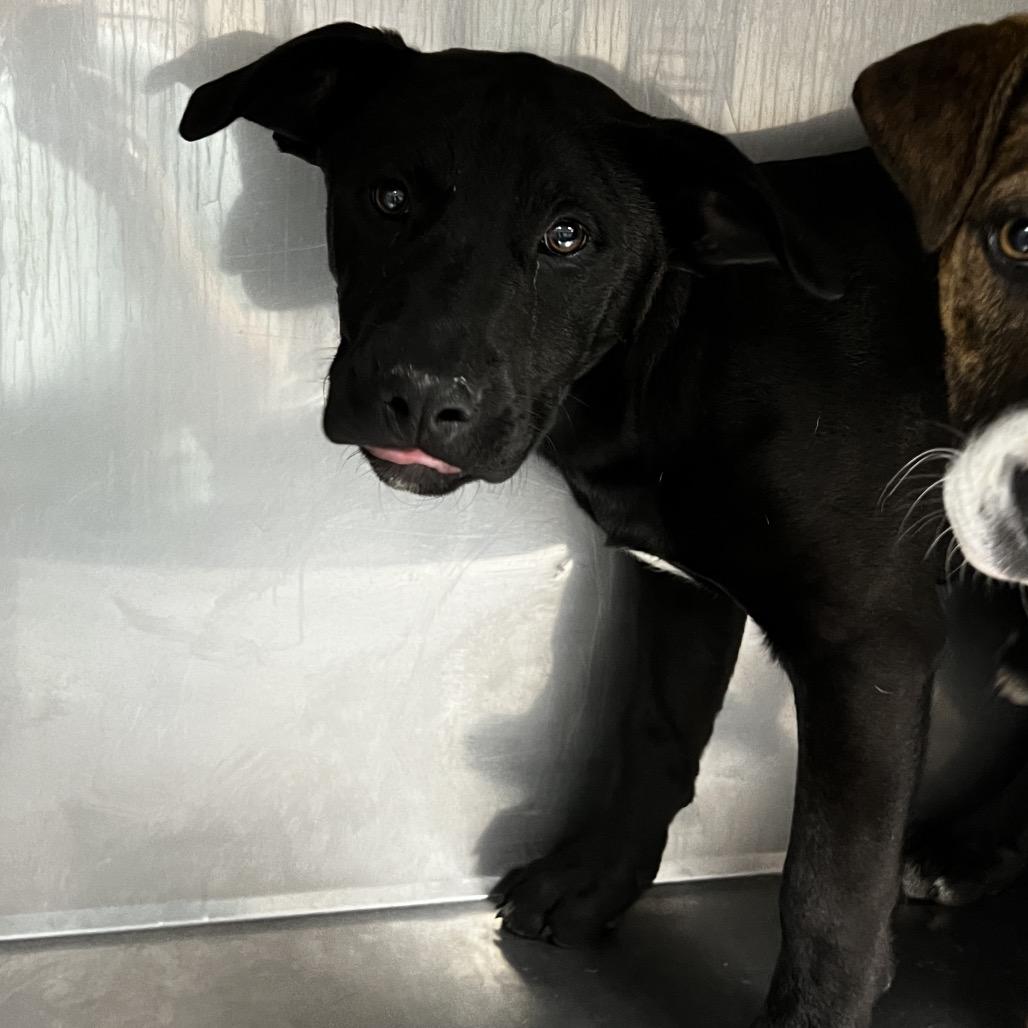 Enlarge Starla, a Adoptable Black Labrador Retriever in Birmingham, AL image 2/2