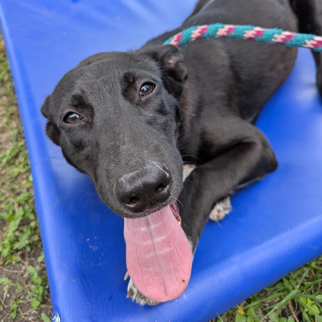 Sabrina, a Adoptable mixed breed in San Antonio, TX image 1/6