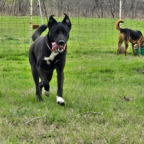 Sabrina, a Adoptable mixed breed in San Antonio, TX image 2/6