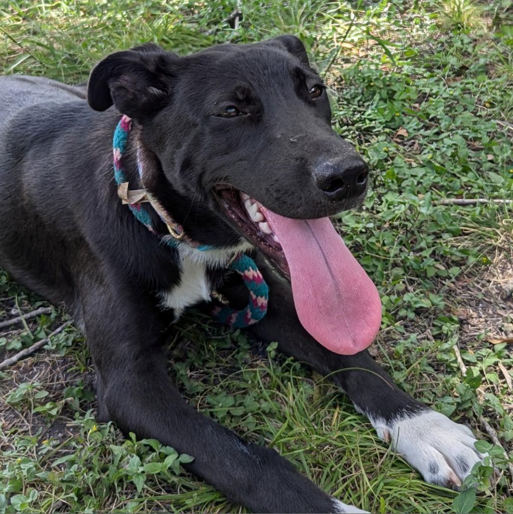 Sabrina, a Adoptable mixed breed in San Antonio, TX image 3/6