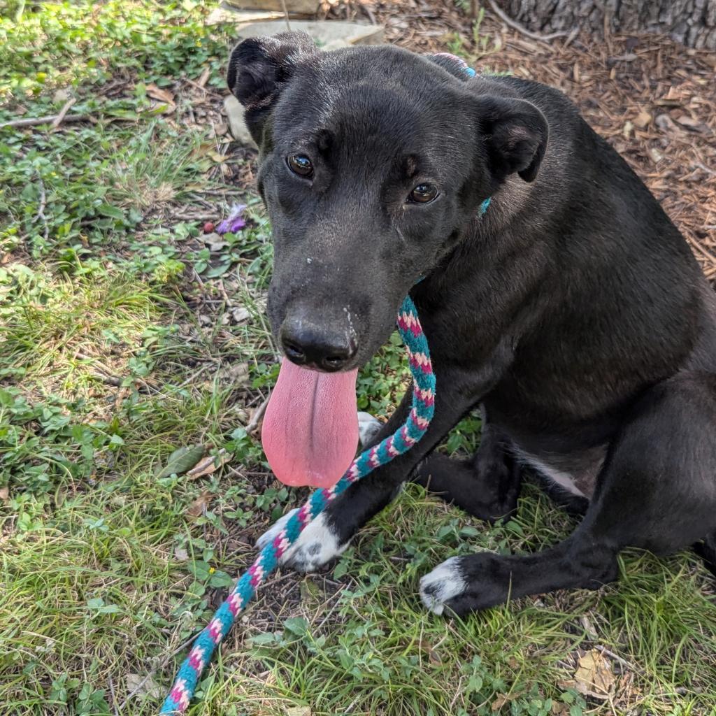 Sabrina, a Adoptable mixed breed in San Antonio, TX image 4/6