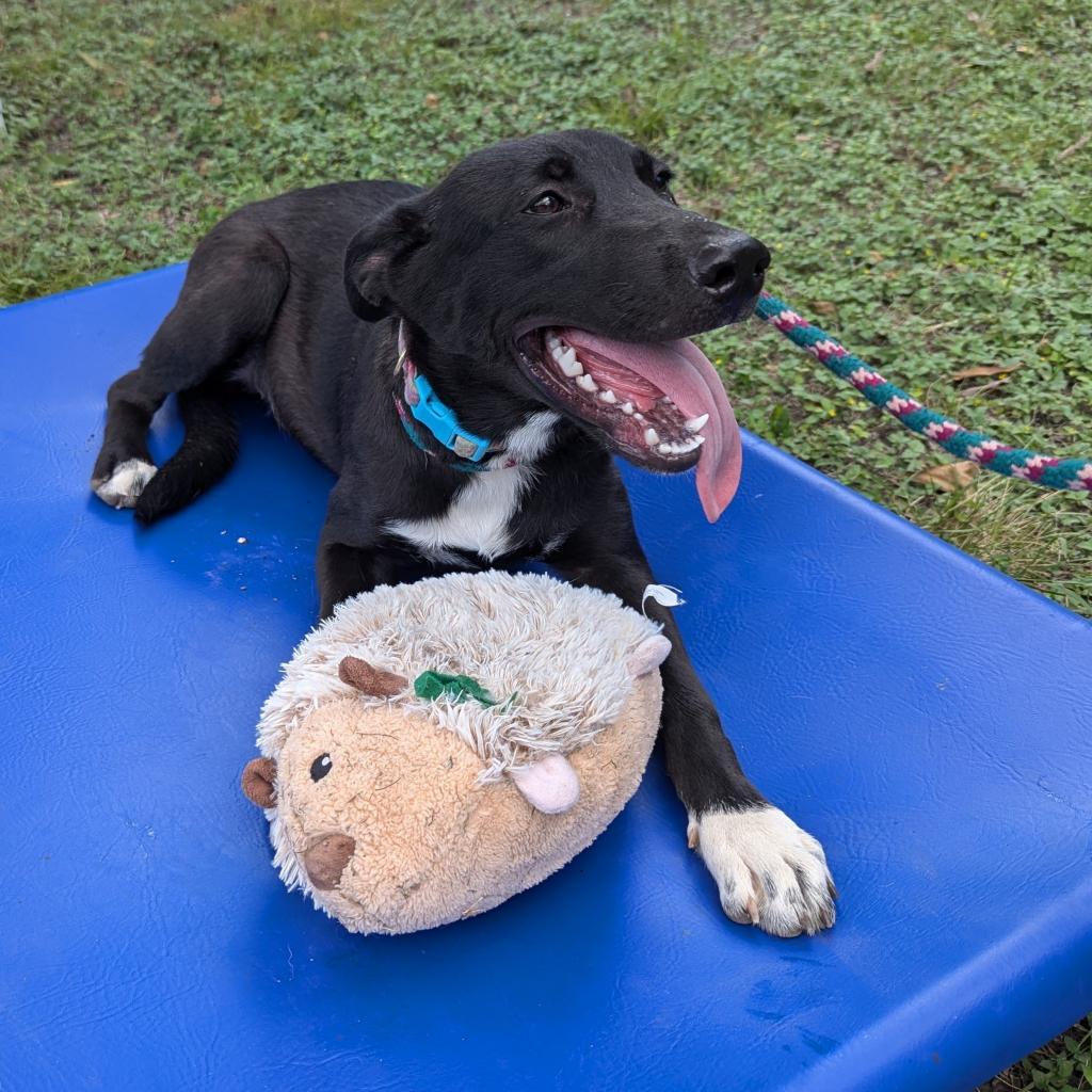 Sabrina, a Adoptable mixed breed in San Antonio, TX image 5/6