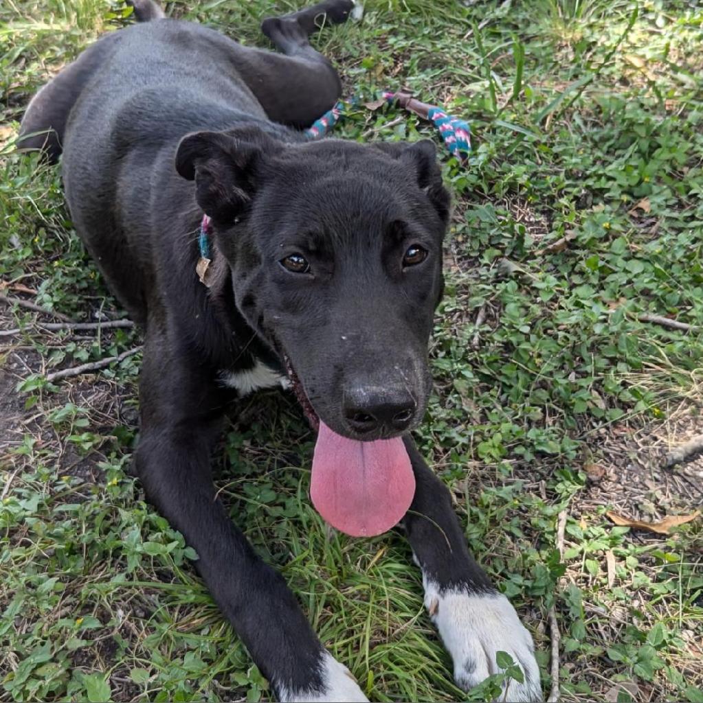 Sabrina, a Adoptable mixed breed in San Antonio, TX image 6/6