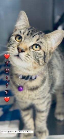 Tulip, ADOPTABLE, Young Female Tabby.