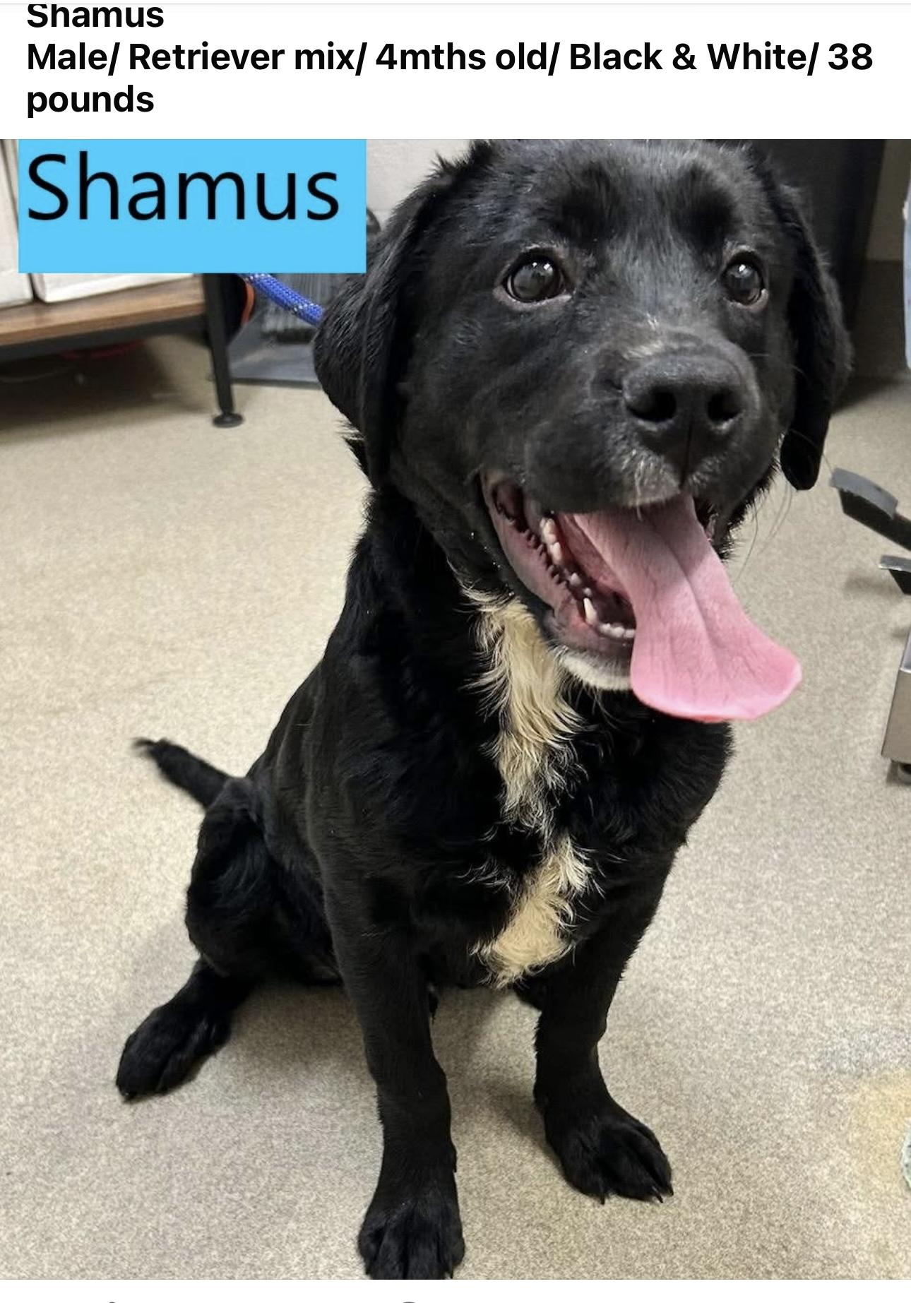 Shamus, a Adopted mixed breed in Lyndhurst, OH image 3/3