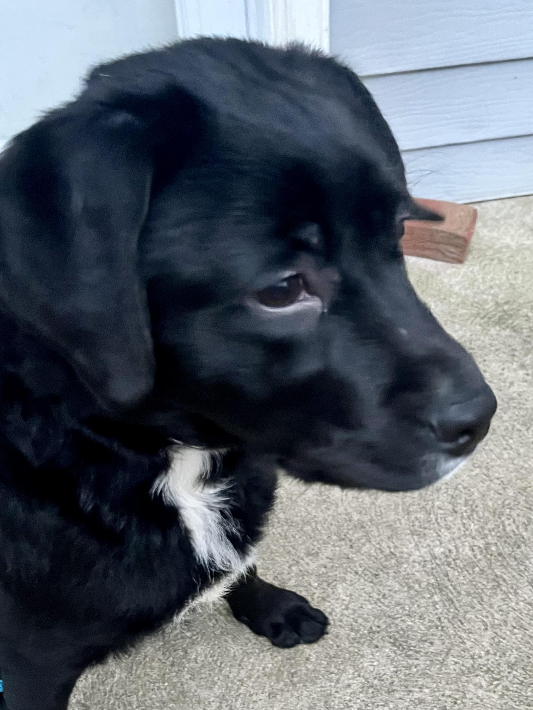 Shamus, Adopted, Puppy Male Terrier & Labrador Retriever.