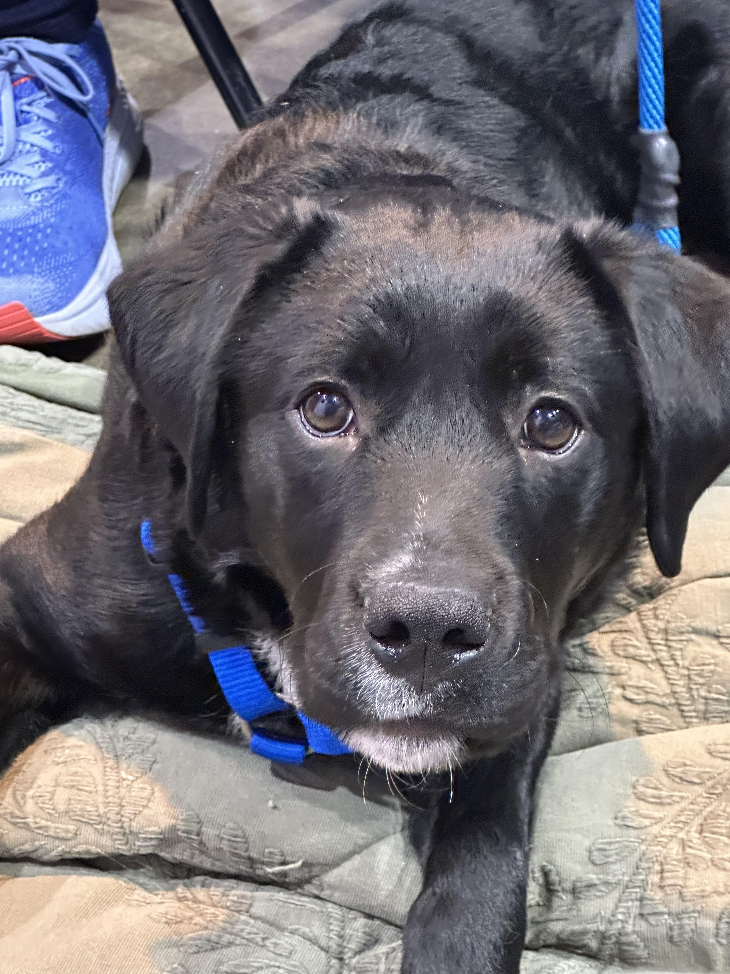 Shamus, a Adopted mixed breed in Lyndhurst, OH image 2/3