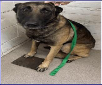 Radley, Adoptable, Young Male Belgian Shepherd / Malinois.