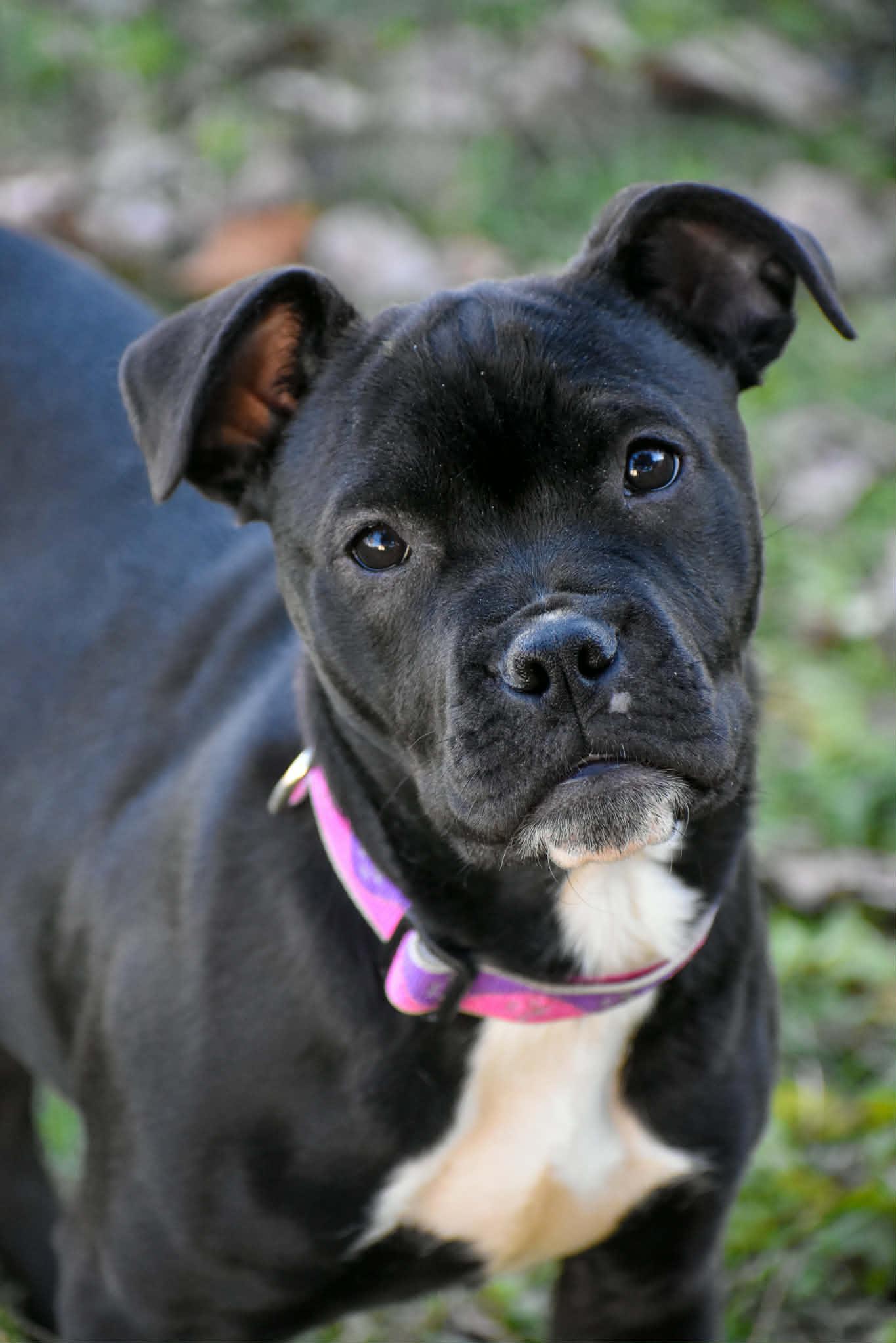 Dump Truck Donna, ADOPTABLE, Puppy Female American Bully & Pit Bull Terrier.