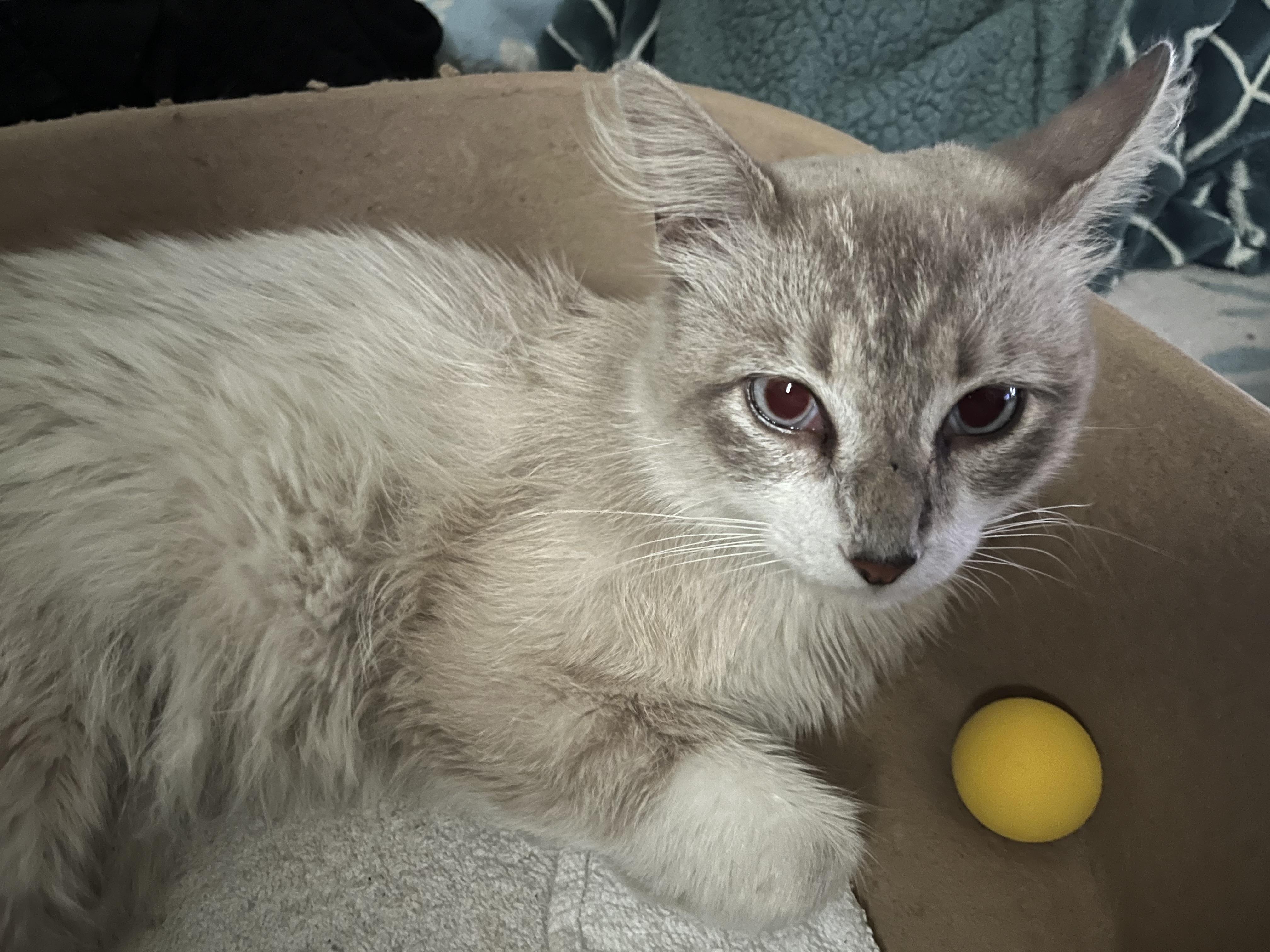 Spaghetti Man, an adoptable Ragdoll in Mission Viejo, CA, 92692 | Photo Image 1