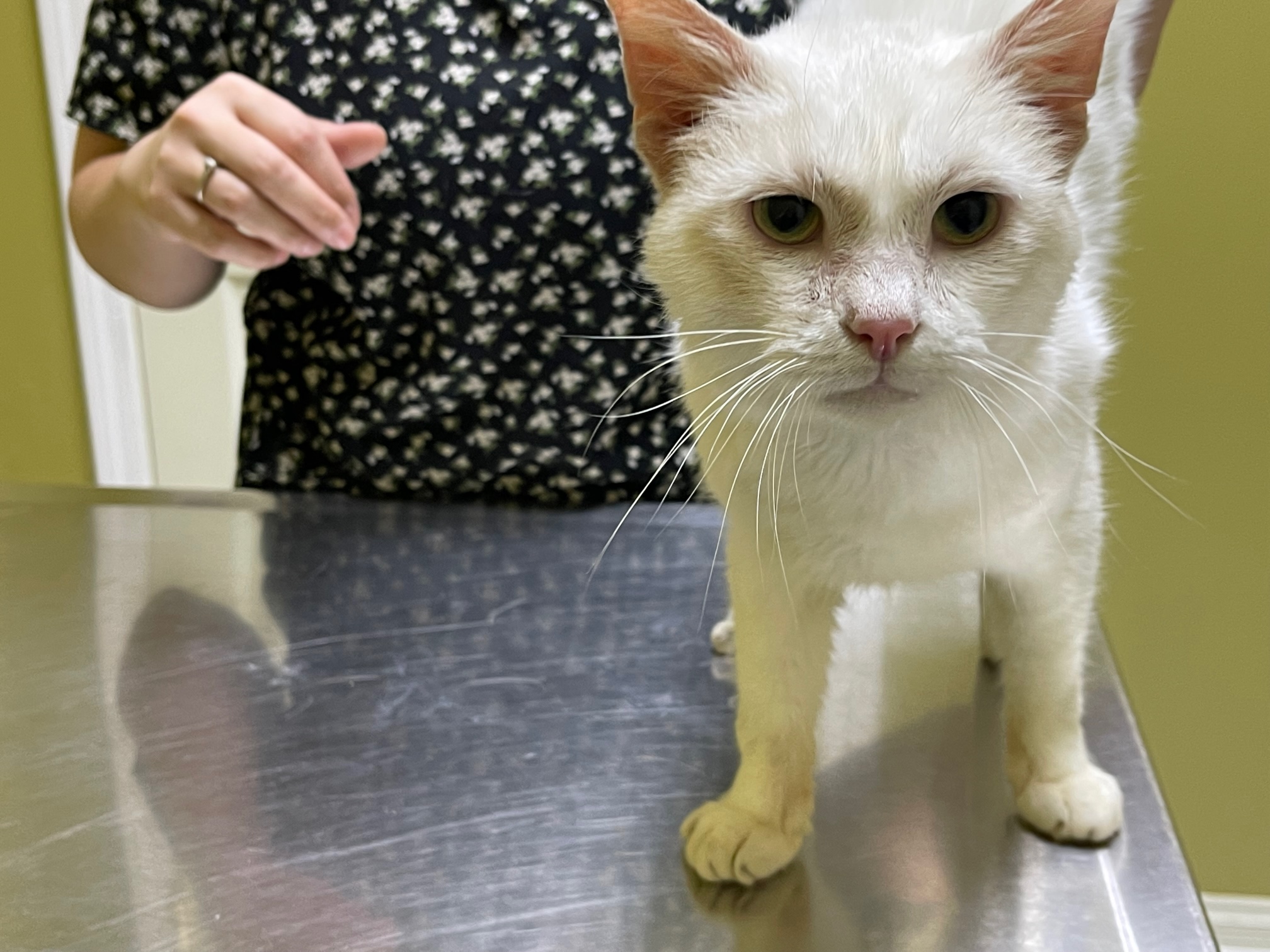 Amos, a Adoptable Domestic Short Hair in Columbia, KY image 3/5