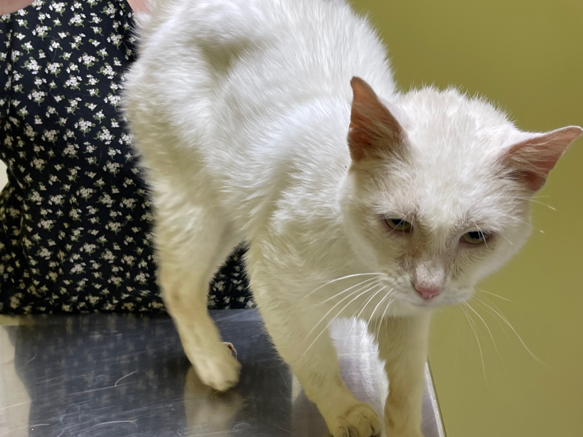 Amos, a Adoptable Domestic Short Hair in Columbia, KY image 5/5