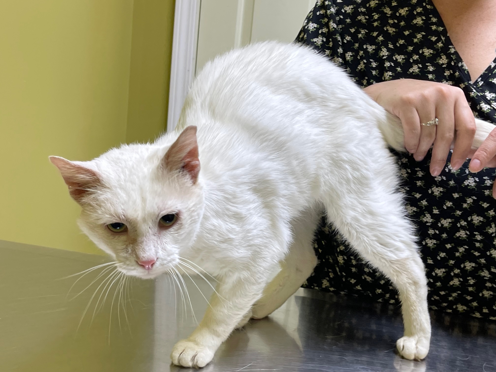 Amos, Adoptable, Adult Male Domestic Short Hair.