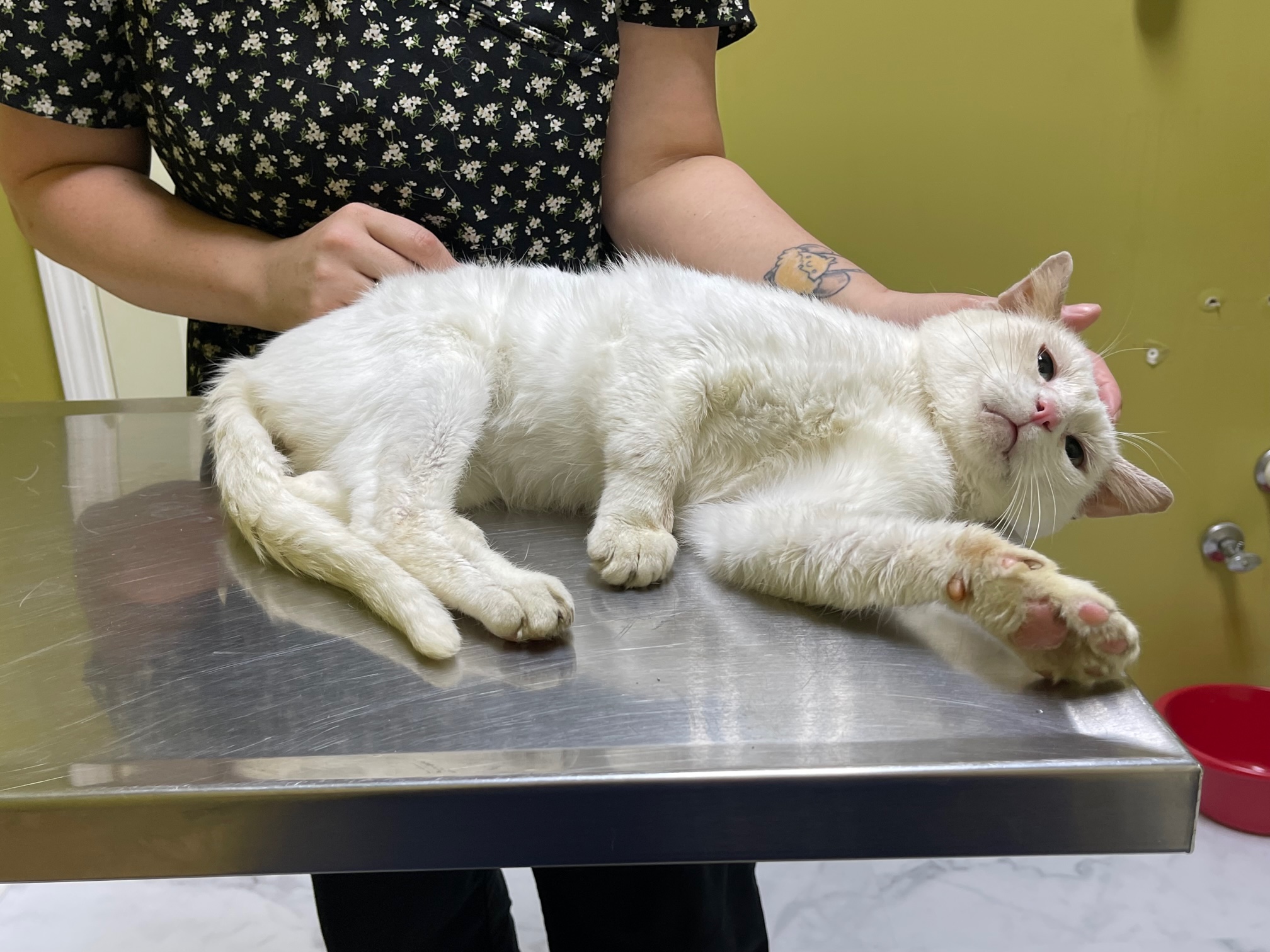 Amos, a Adoptable Domestic Short Hair in Columbia, KY image 4/5