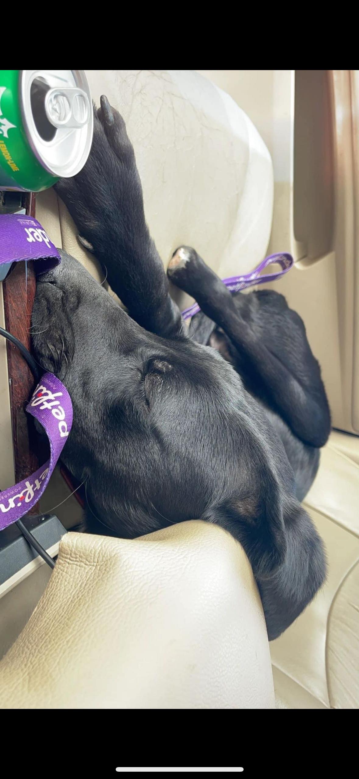 Enlarge Tarsal, a Adopted mixed breed in Gadsden, AL image 3/5