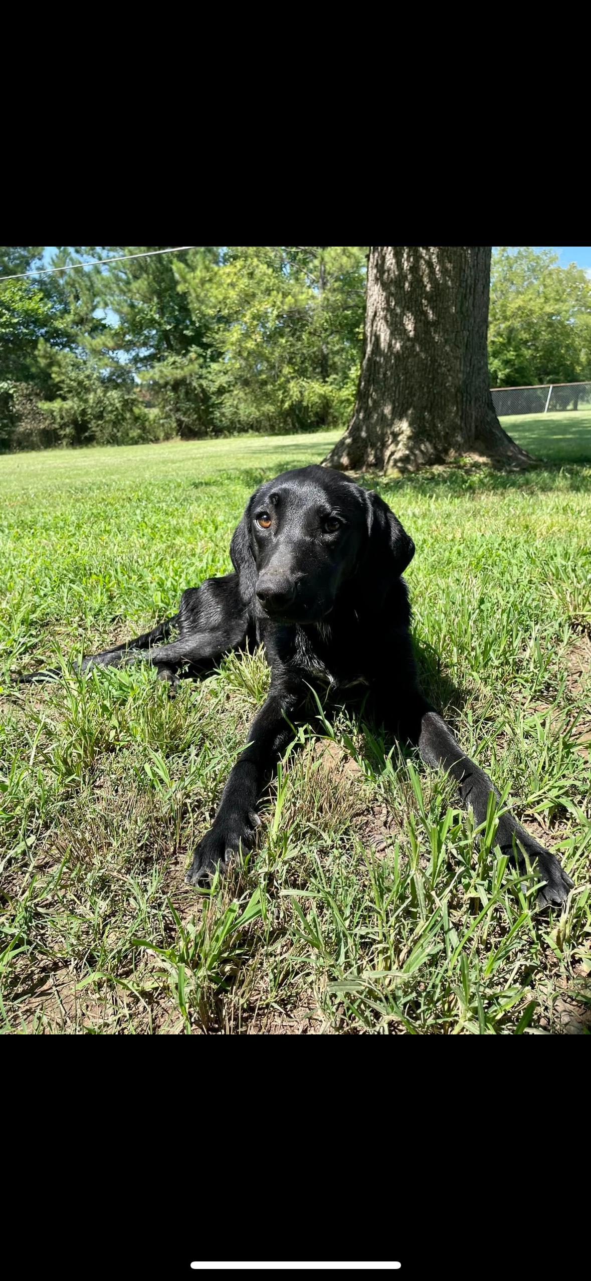 Enlarge Tarsal, a Adopted mixed breed in Gadsden, AL image 2/5