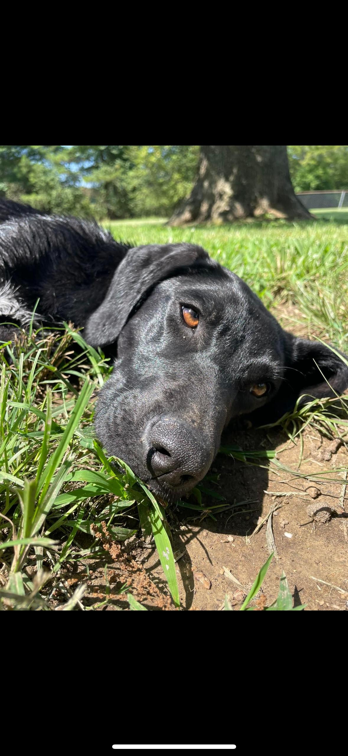 Enlarge Tarsal, a Adopted mixed breed in Gadsden, AL image 4/5