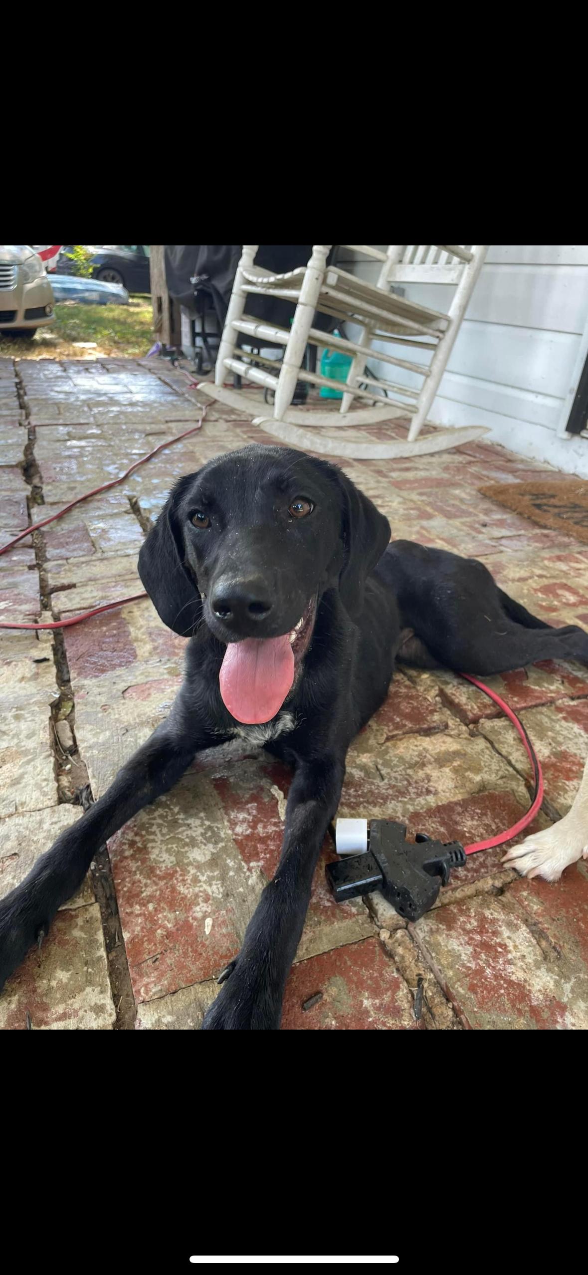 Enlarge Tarsal, a Adopted mixed breed in Gadsden, AL image 5/5