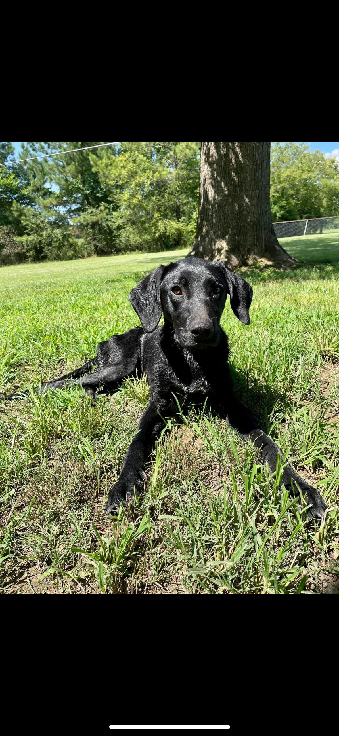 Tarsal, Adopted, Young Female Black Labrador Retriever & German Shorthaired Pointer.