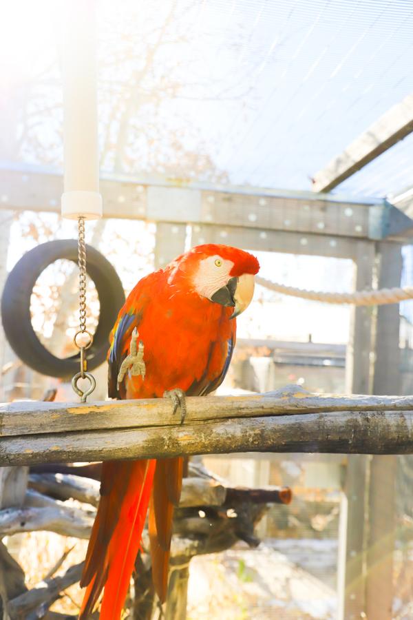 Rainbow, Adoptable, Senior Female Macaw.