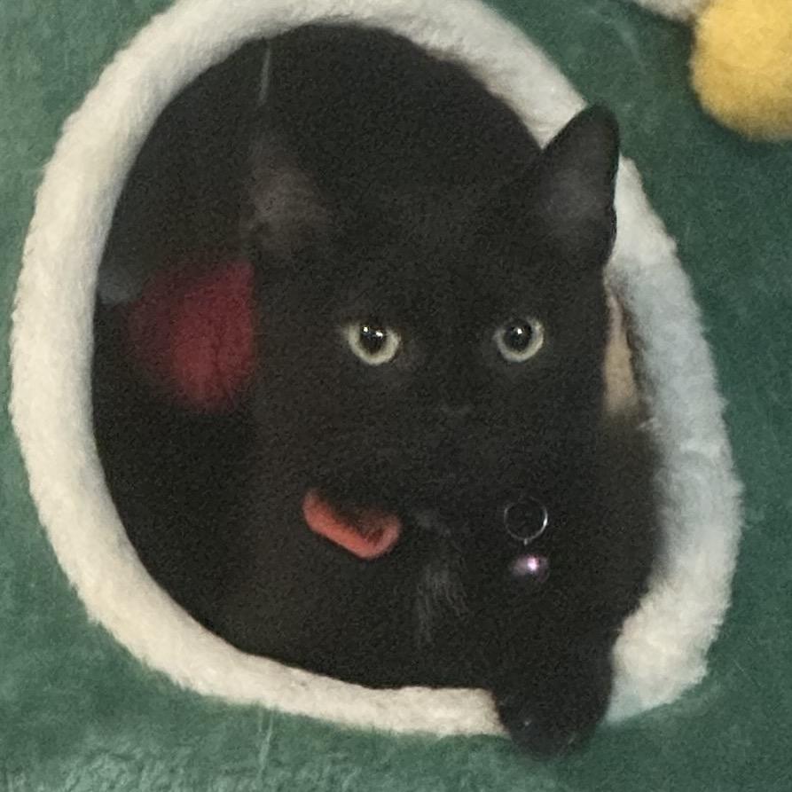 Moana, Adoptable, Adult Female Domestic Short Hair.