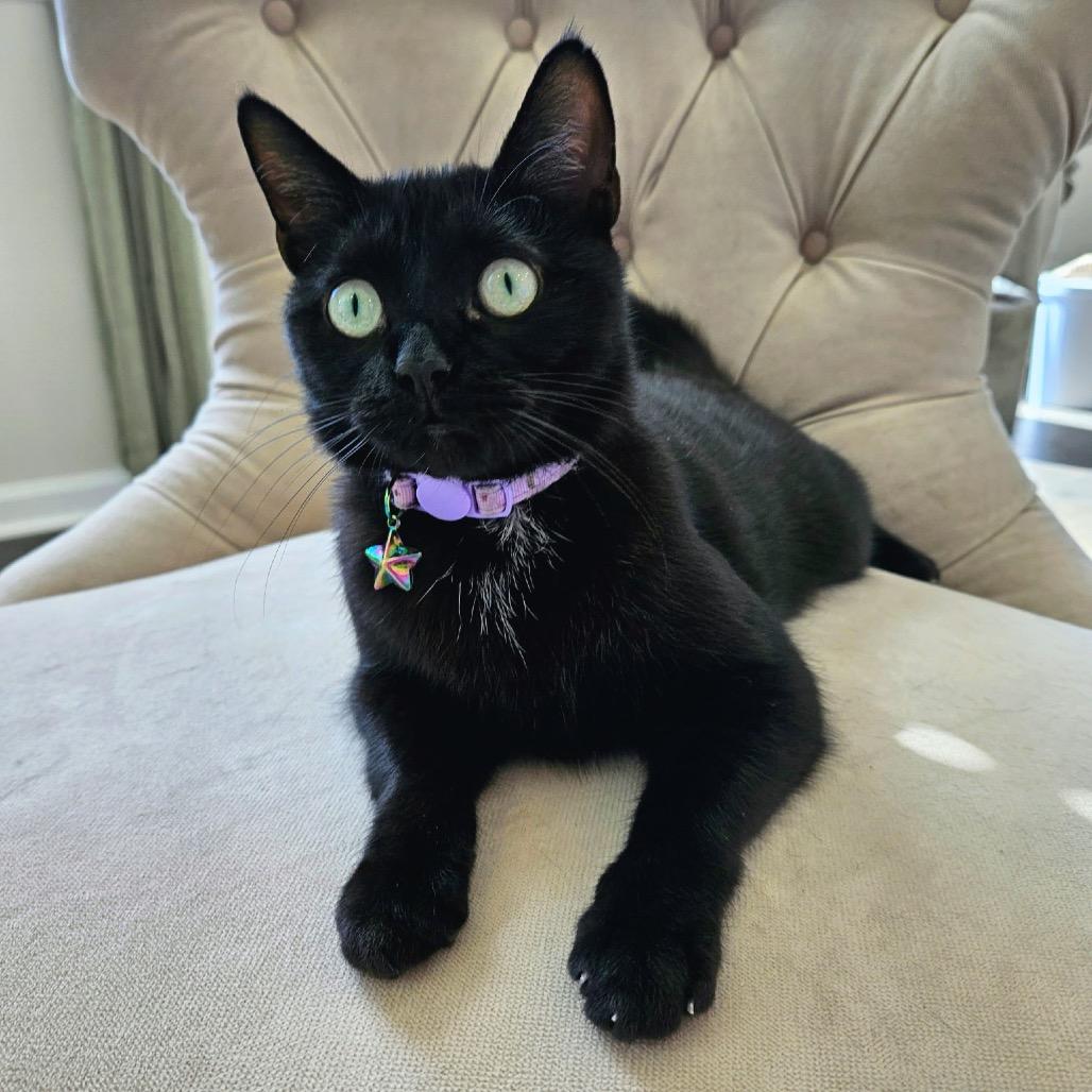 Moana, a Adoptable Domestic Short Hair in Greenfield, IN image 2/4