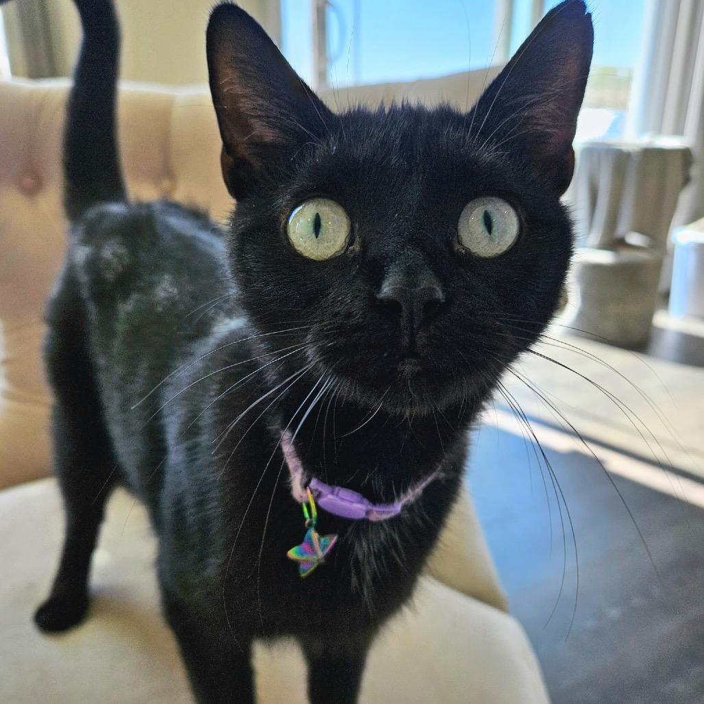 Moana, a Adoptable Domestic Short Hair in Greenfield, IN image 3/4