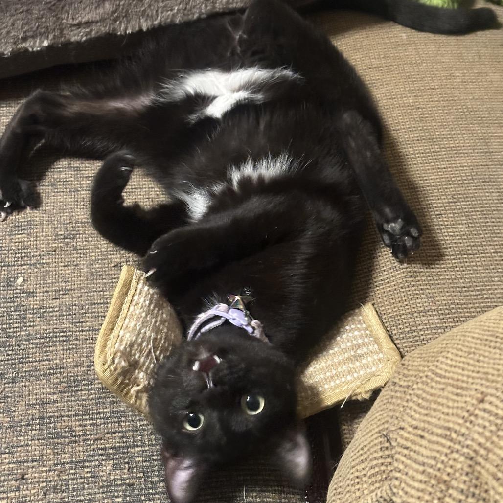 Enlarge Moana, a Adoptable Domestic Short Hair in Greenfield, IN image 4/5