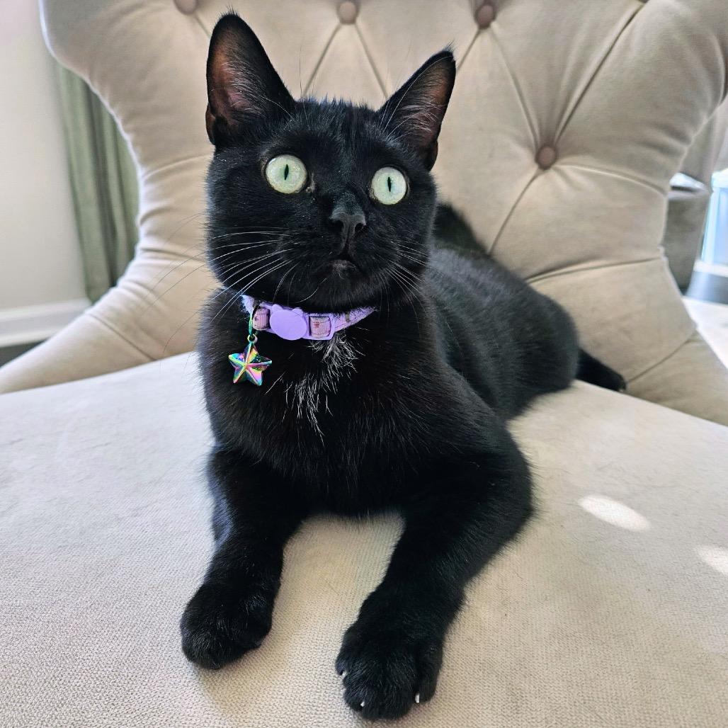 Moana, a Adoptable Domestic Short Hair in Greenfield, IN image 4/4